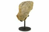 Fossil Thescelosaur Vertebra Section w/ Metal Stand -South Dakota #294781-2